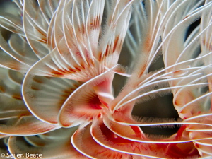 X-mastree worm by Beate Seiler 